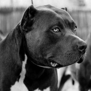 Meet your Posher, Michael drake